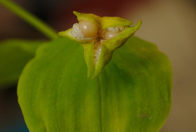 Uvularia Grandiflora
